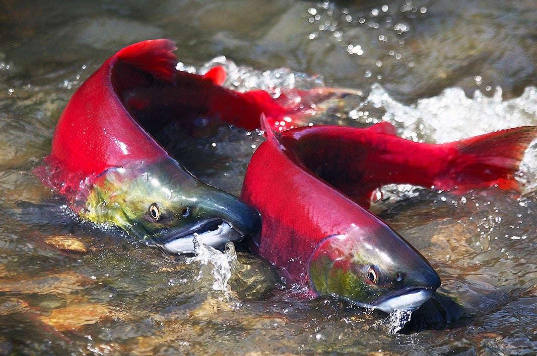 Sockeye salmon swim up a Pacific Northwest river to spawn the next generation.
