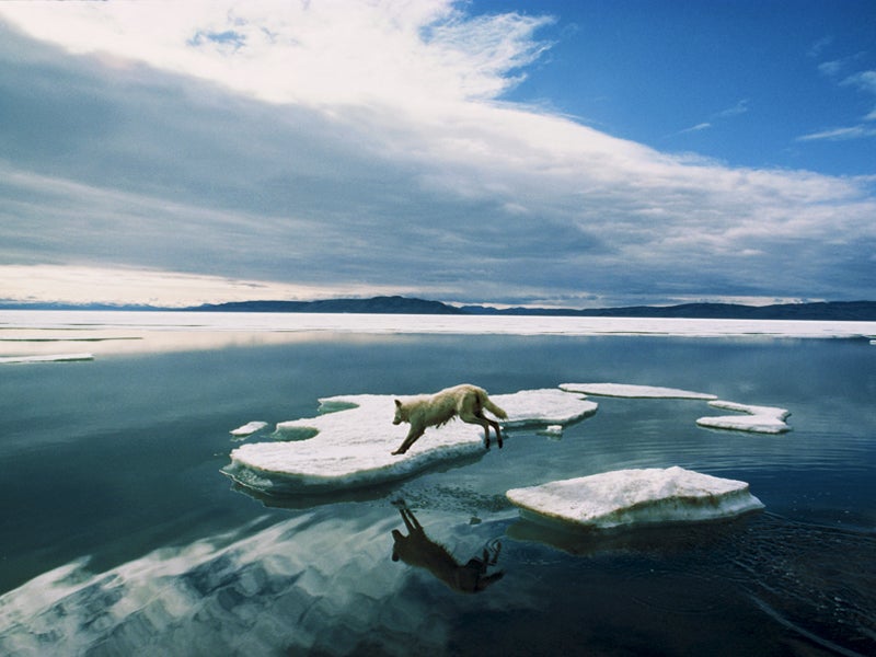 The 730-Mile Journey Of One Oregon Wolf