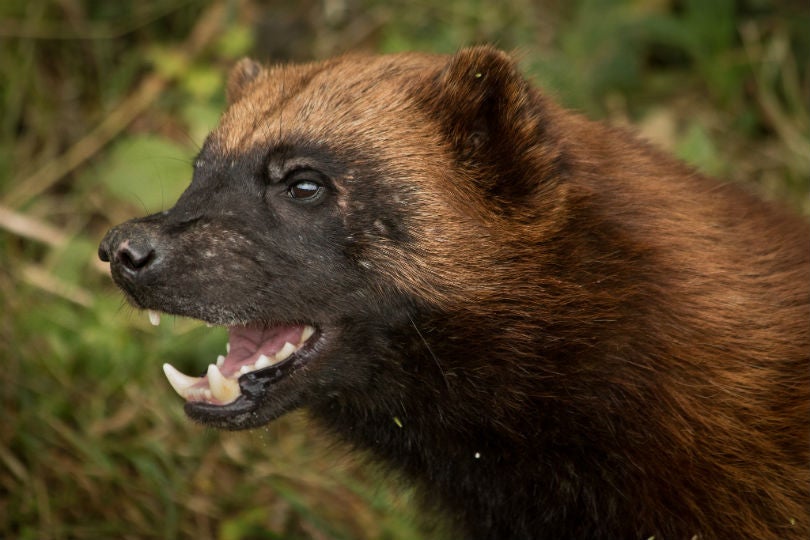 Deep snowpack means many things to a wolverine mother looking for a den to raise her kits. Warmth. Safety. Security. Wolverines den in snow tunnels up to 175 feet long, under snow that must remain thick until the spring thaw.