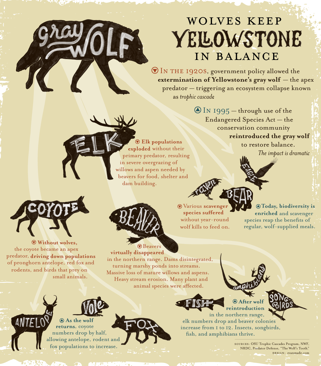 Infographic: Wolves Keep Yellowstone in the Balance | Earthjustice