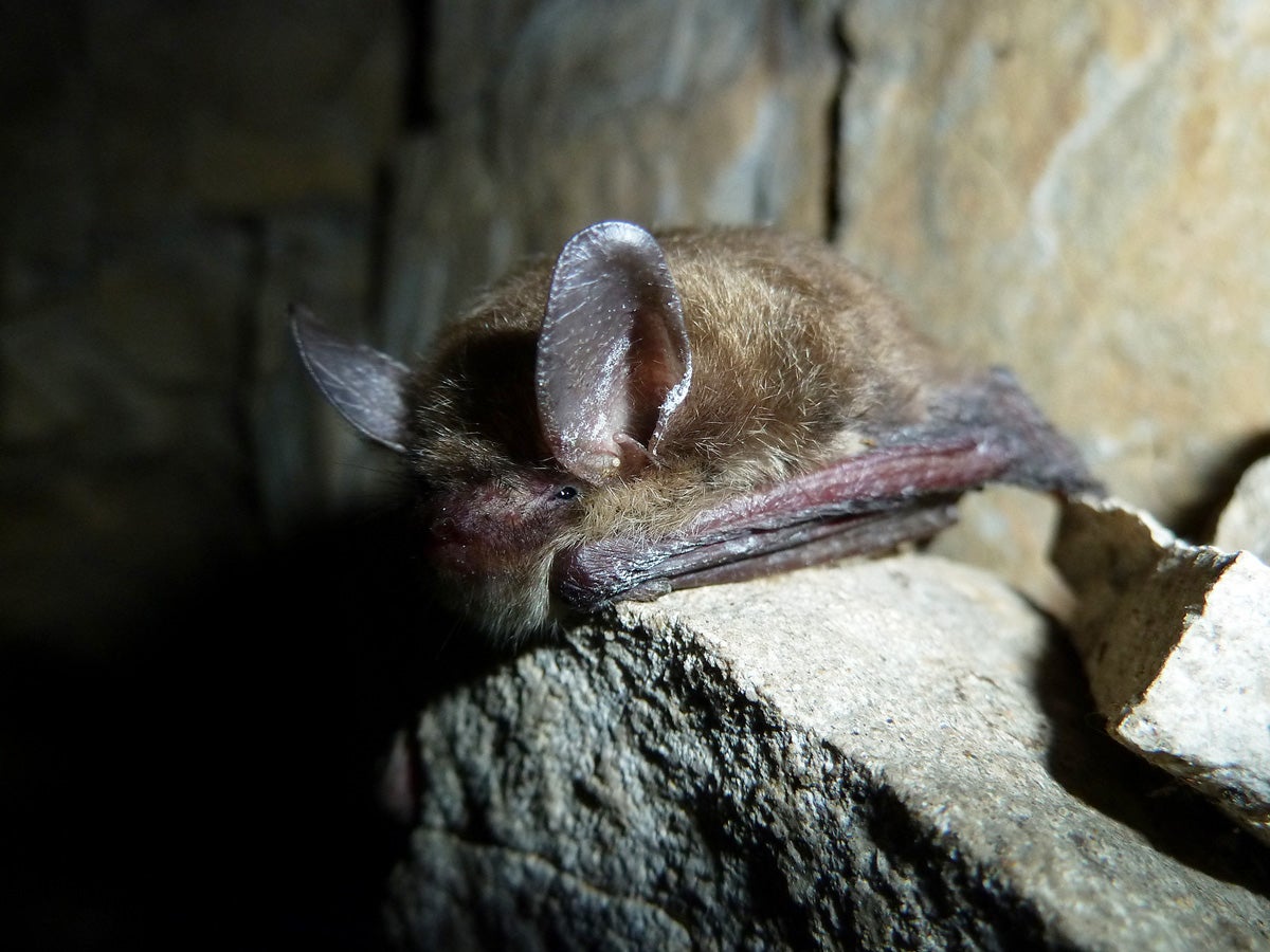 The Northern long-eared bat exhibiting the first signs of white-nose syndrome