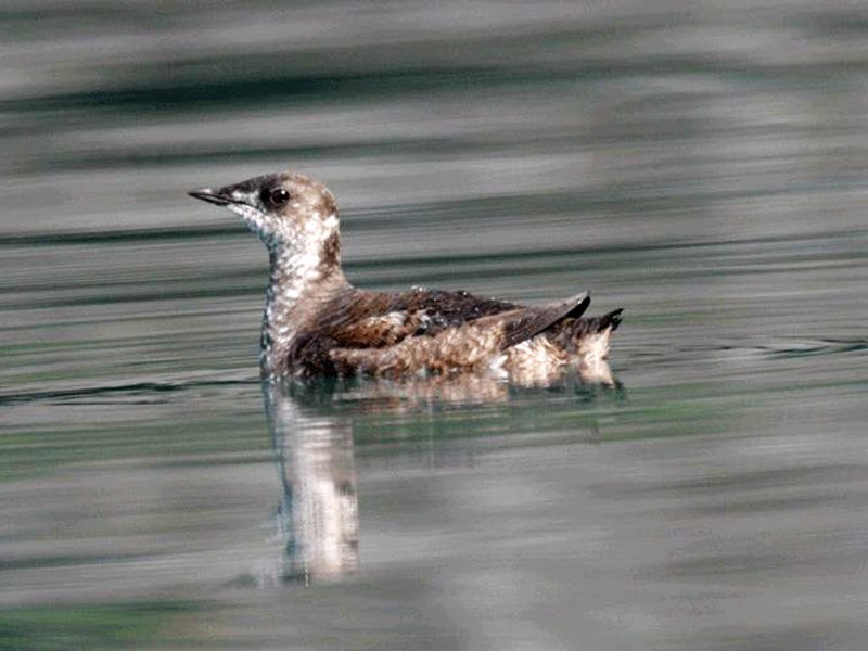 The marbled murrelet feeds at sea but nests only in old-growth forests along the Pacific Coast.
