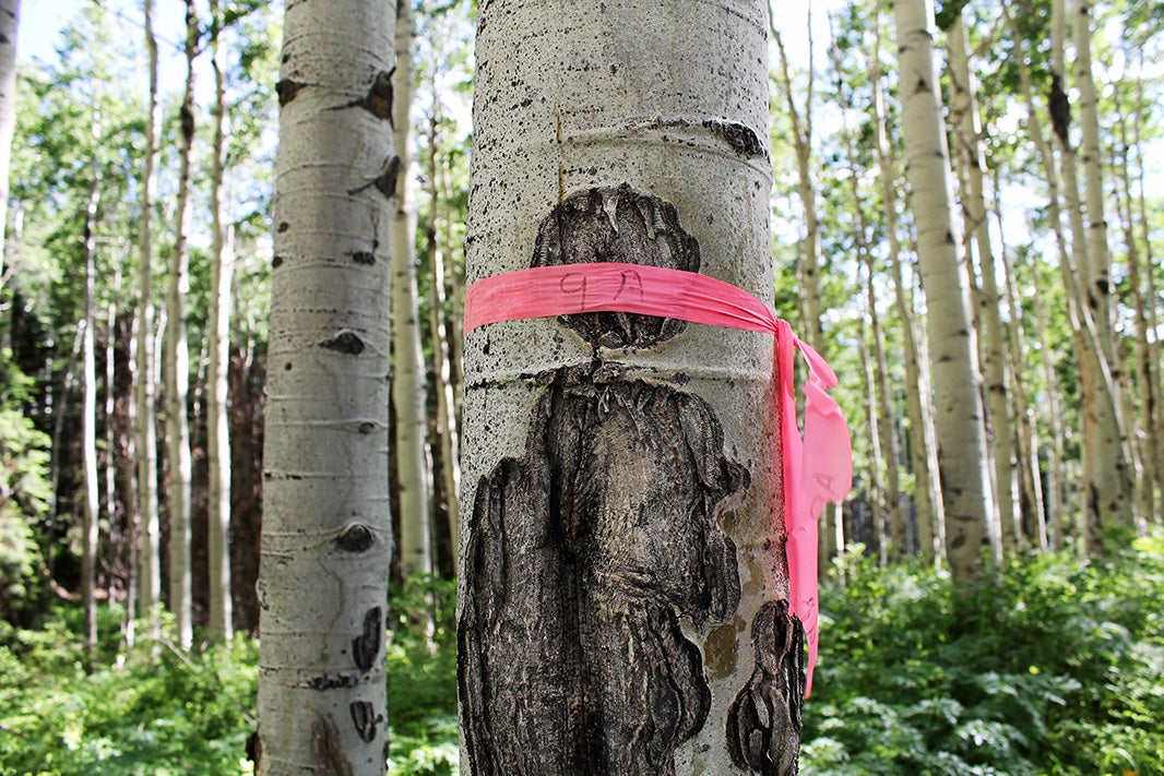 Flagging tape identifies the location of a proposed coal exploration drilling pad. The forest visible in the photo would be bulldozed flat.