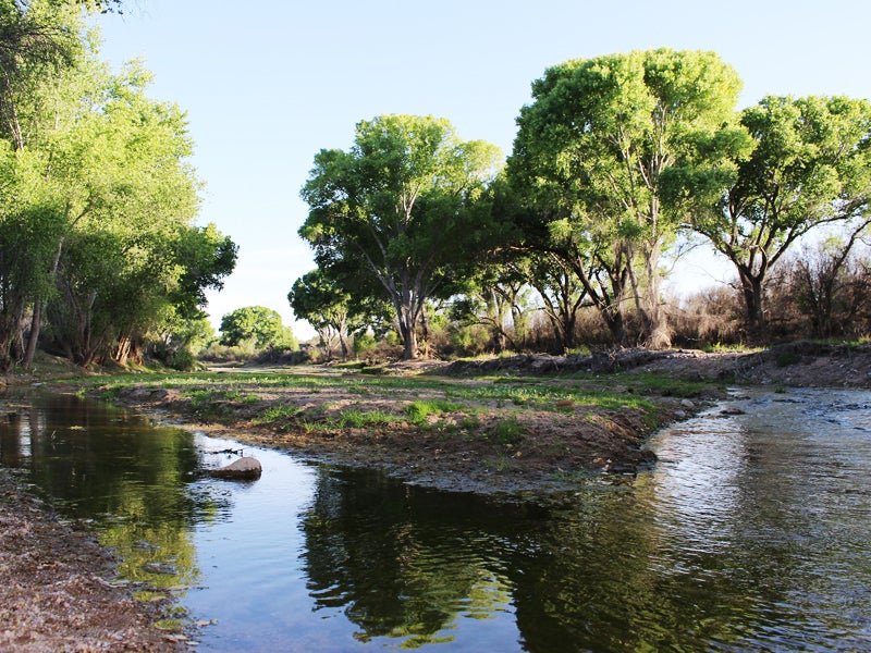 San Pedro Riparian National Conservation Area in Arizona