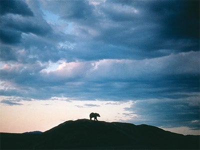 A grizzly bear on a ridge. A grizzly bear on a ridge.