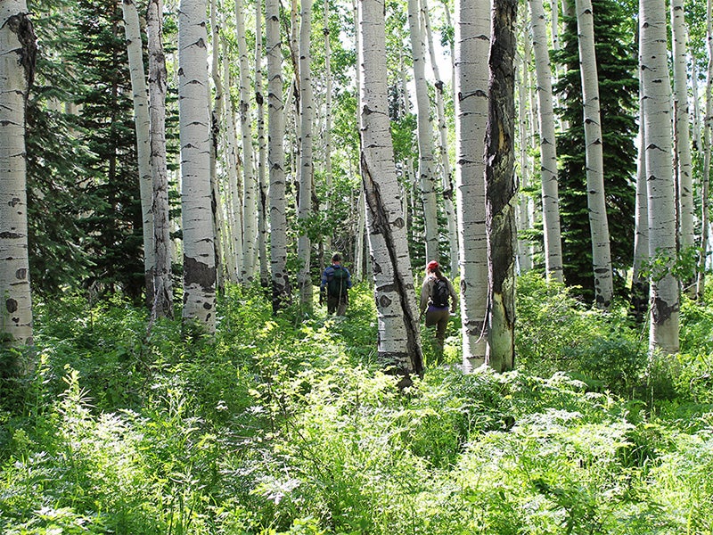 Hikers make their way through aspens in the Sunset Roadless Area. Hikers make their way through aspens in the Sunset Roadless Area.