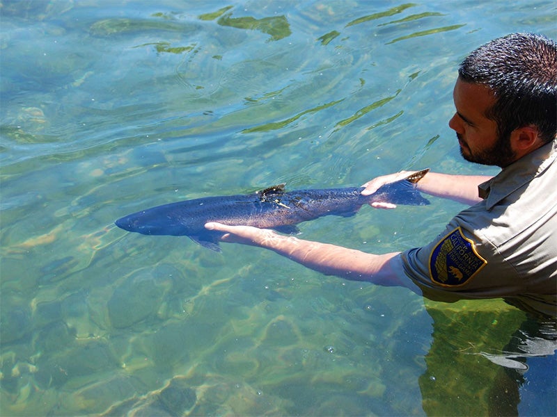 A biologist releases a Chinook salmon in Butte Creek. A biologist releases a Chinook salmon in Butte Creek.