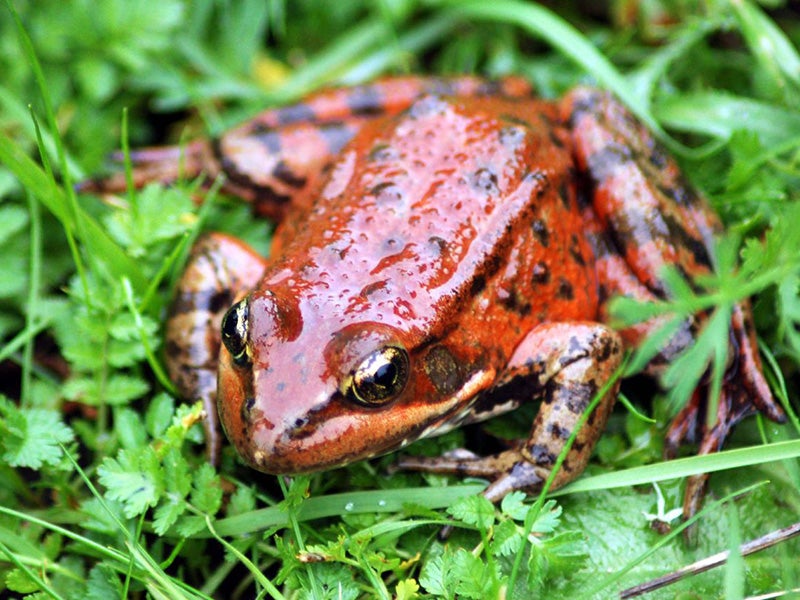 The California red legged frog. The California red legged frog.