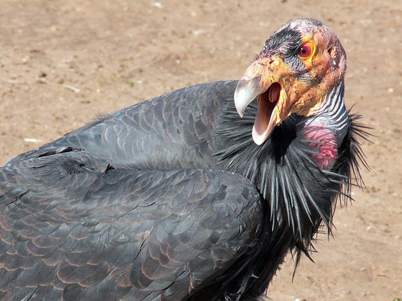 A California condor. A California condor.