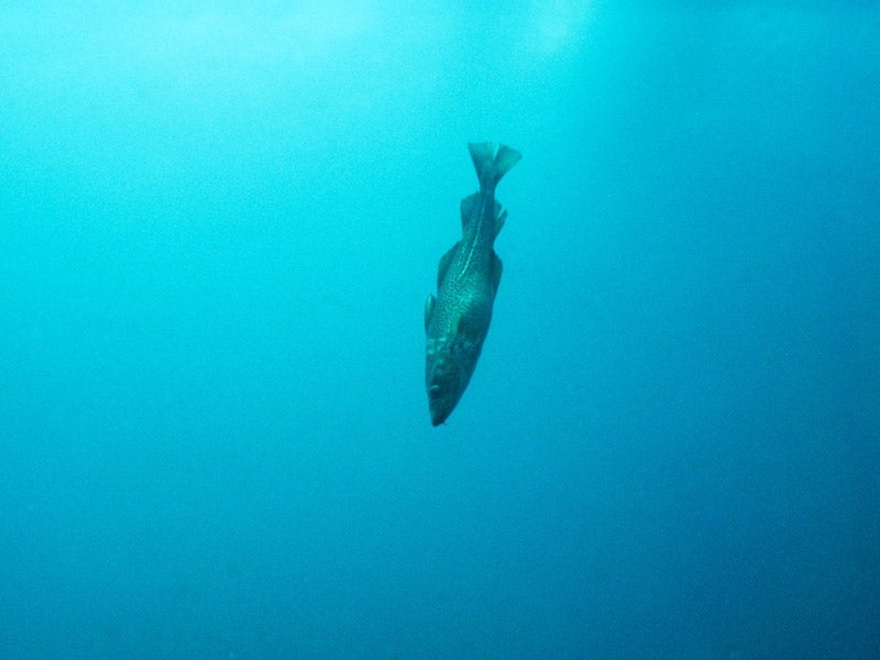Cod and other groundfish in the Gulf of Maine ecosystem were once apex predators in an iconic national fishery, but overfishing has taken a toll. Cod and other groundfish in the Gulf of Maine ecosystem were once apex predators in an iconic national fishery, but overfishing has taken a toll.