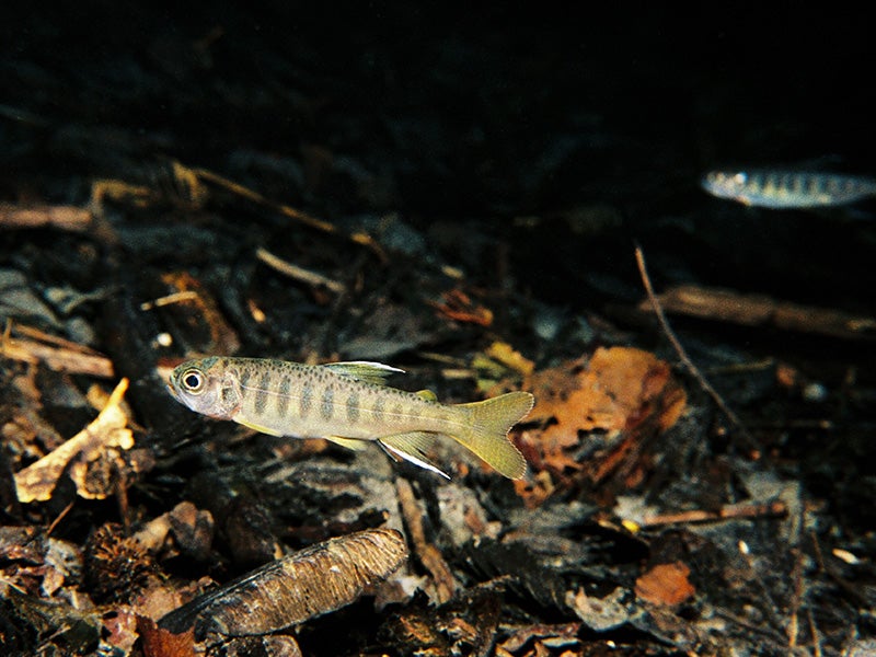 A juvenile coho salmon. A juvenile coho salmon.