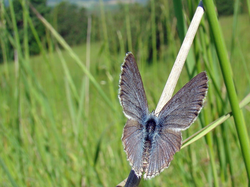 A Fender's blue butterfly at Baskett Slough NWR. A Fender's blue butterfly at Baskett Slough NWR.