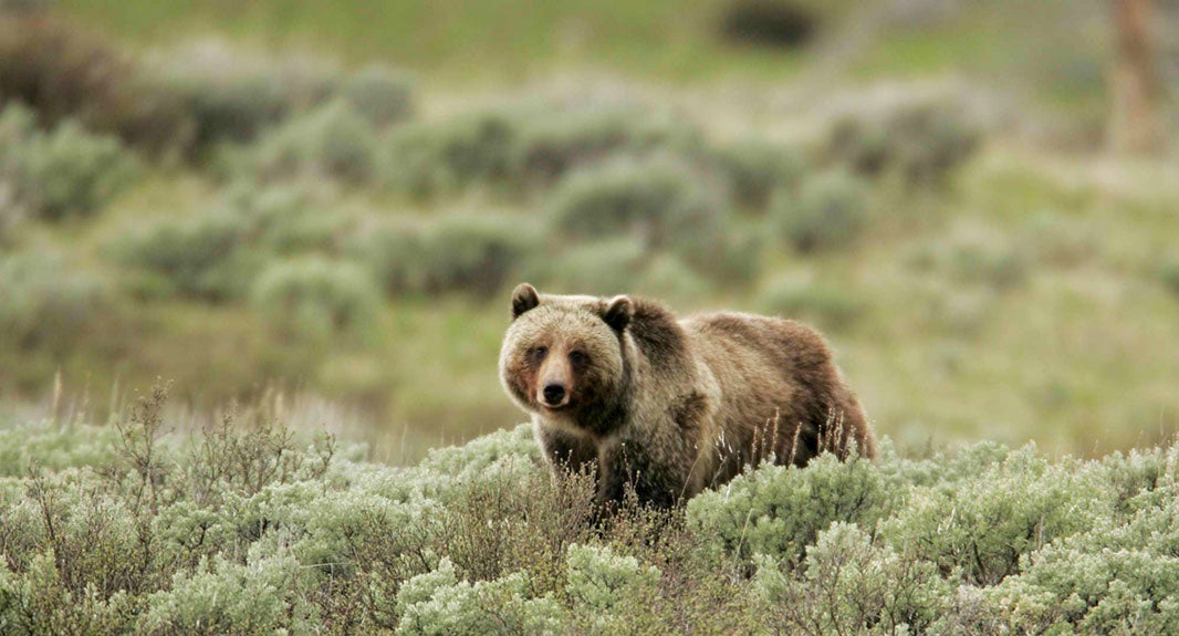 Grizzly bear in Yellowstone National Park. Grizzly bear in Yellowstone National Park.
