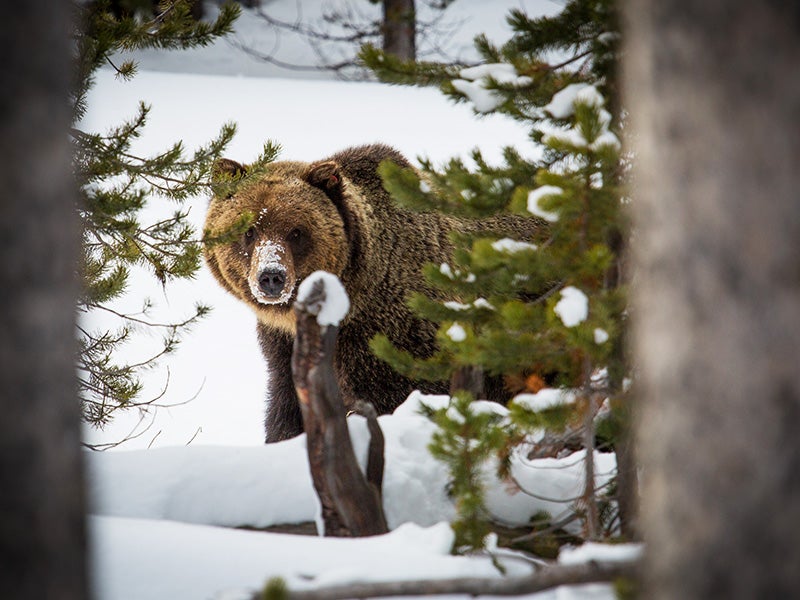 Grizzly bear in Yellowstone National Park. Grizzly bear in Yellowstone National Park.