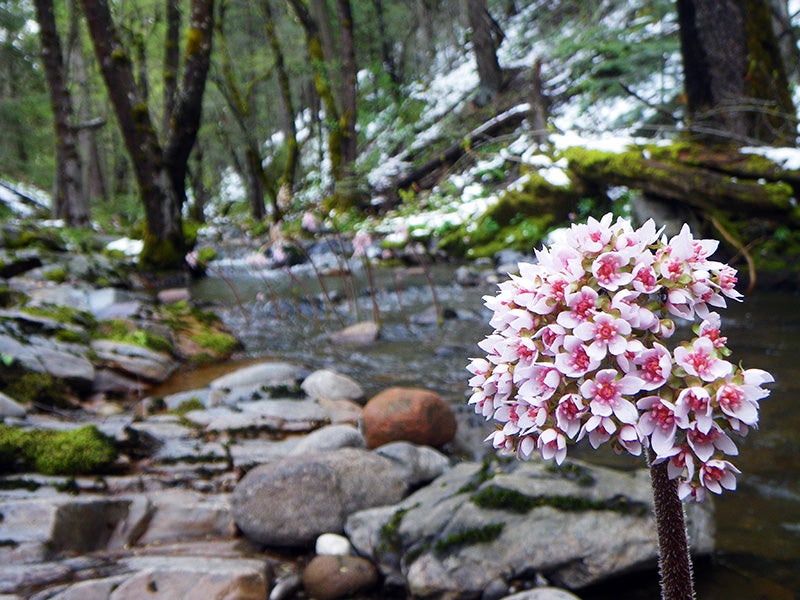 Indian rhubarb (Darmera Peltata) blooming on a crisp spring day, along Deer Creek on the MiWok Ranger District of the Stanislaus National Forest. Indian rhubarb (Darmera Peltata) blooming on a crisp spring day, along Deer Creek on the MiWok Ranger District of the Stanislaus National Forest.