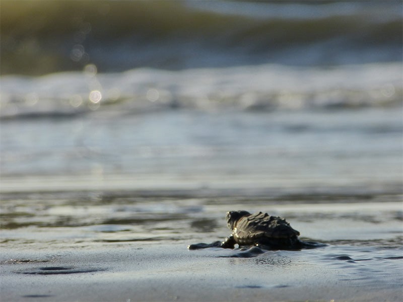 A baby loggerhead heads for the waves on Georgia's Blackbeard Island. A baby loggerhead heads for the waves on Georgia's Blackbeard Island.