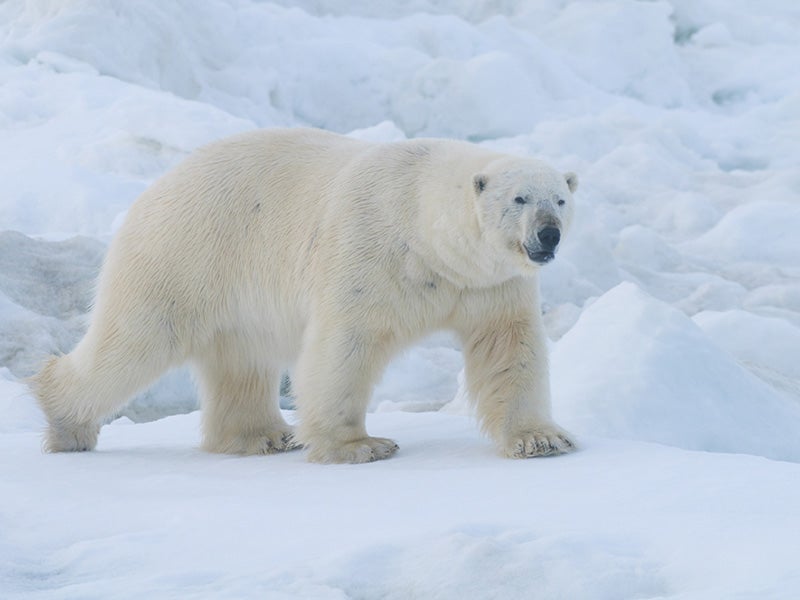 A polar bear on the Arctic's Chukchi Sea coast. A polar bear on the Arctic's Chukchi Sea coast.
