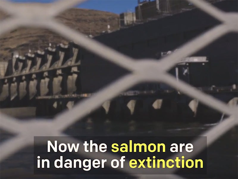 Lower Granite Dam, one of the four dams on the Lower Snake River that are driving all remaining Snake River salmon toward extinction. Lower Granite Dam, one of the four dams on the Lower Snake River that are driving all remaining Snake River salmon toward extinction.