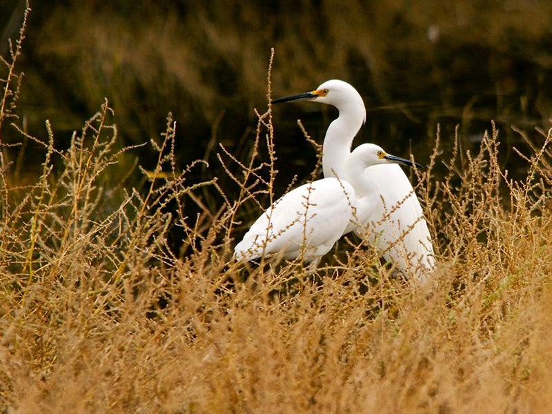 Snowy egrets in the San Jacinto Wildlife Area. Snowy egrets in the San Jacinto Wildlife Area.