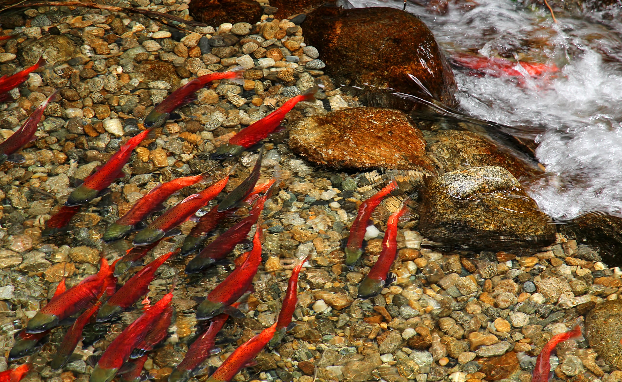 Spawning salmon. Spawning salmon.