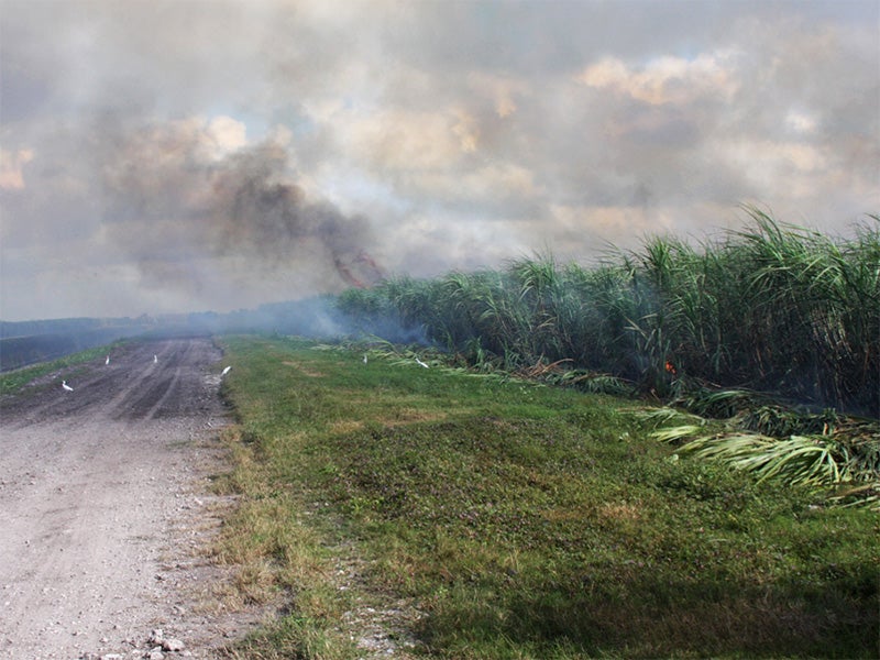 A Florida sugar cane field on fire. 150,000 acres are burned each year, emitting more than 2,800 tons of hazardous air pollutants per year.