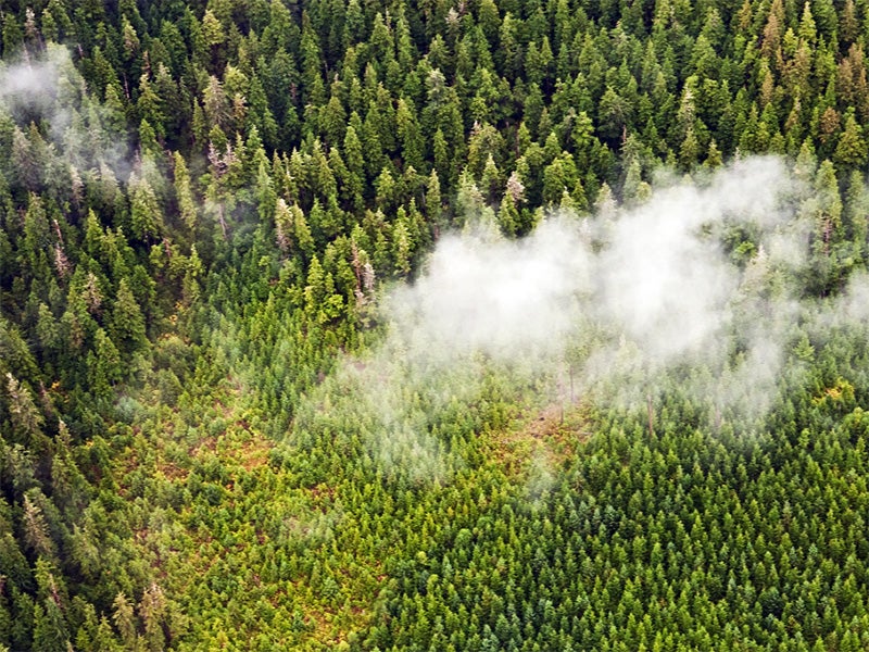 An aerial view of regrowth following clear-cuts in the Tongass National Forest.