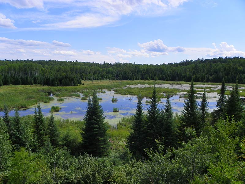 A beaver pond in Voyageurs National Park. A beaver pond in Voyageurs National Park.