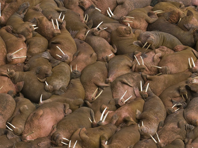 Thousands of male walruses (Odobenus rosmarus) sunbathing together in Bristol Bay. Thousands of male walruses (Odobenus rosmarus) sunbathing together in Bristol Bay.