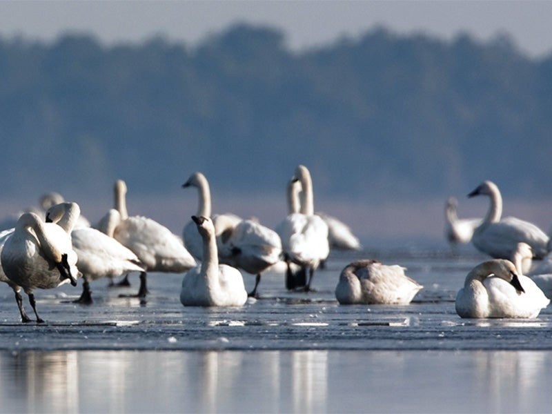 Waterfowl rest at the Pocosin Lakes National Wildlife Refuge. Waterfowl rest at the Pocosin Lakes National Wildlife Refuge.