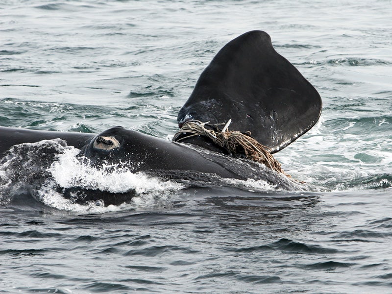 A whale with several fishing ropes wrapped around its flipper. Over time, the whale&#039;s continued growth, combined with drag through the water and shifting, could cause these ropes to tighten, leading to bone damage, infection, and eventually death.