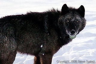 Wolf 253 (also known as "Hoppy" or "Limpy") one of 1,500 gray wolves that lost federal protections in March when the federal government "delisted" wolves from the Endangered Species Act / Photo courtesy Steve Justad