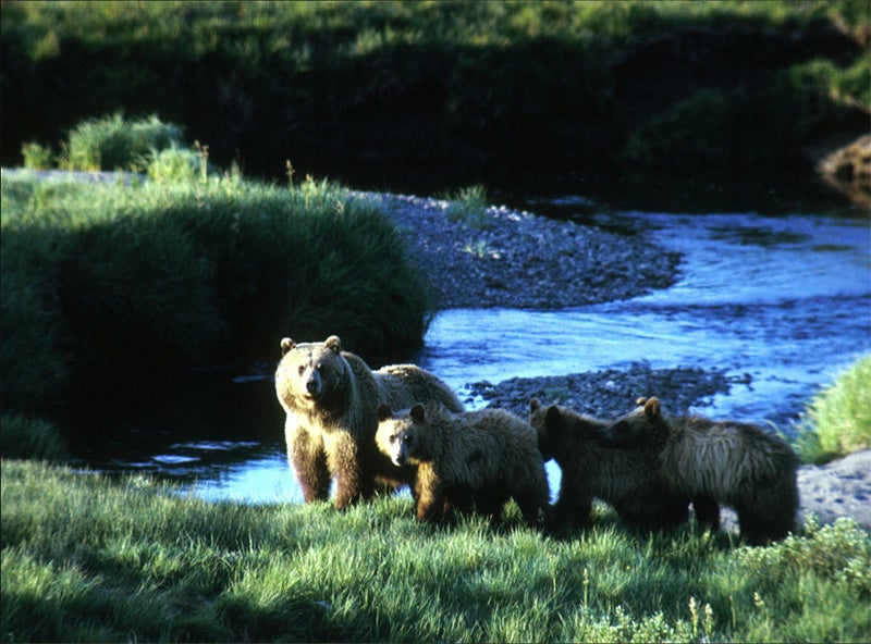 Grizzly and cubs in Yellowstone National Park. Grizzly and cubs in Yellowstone National Park.