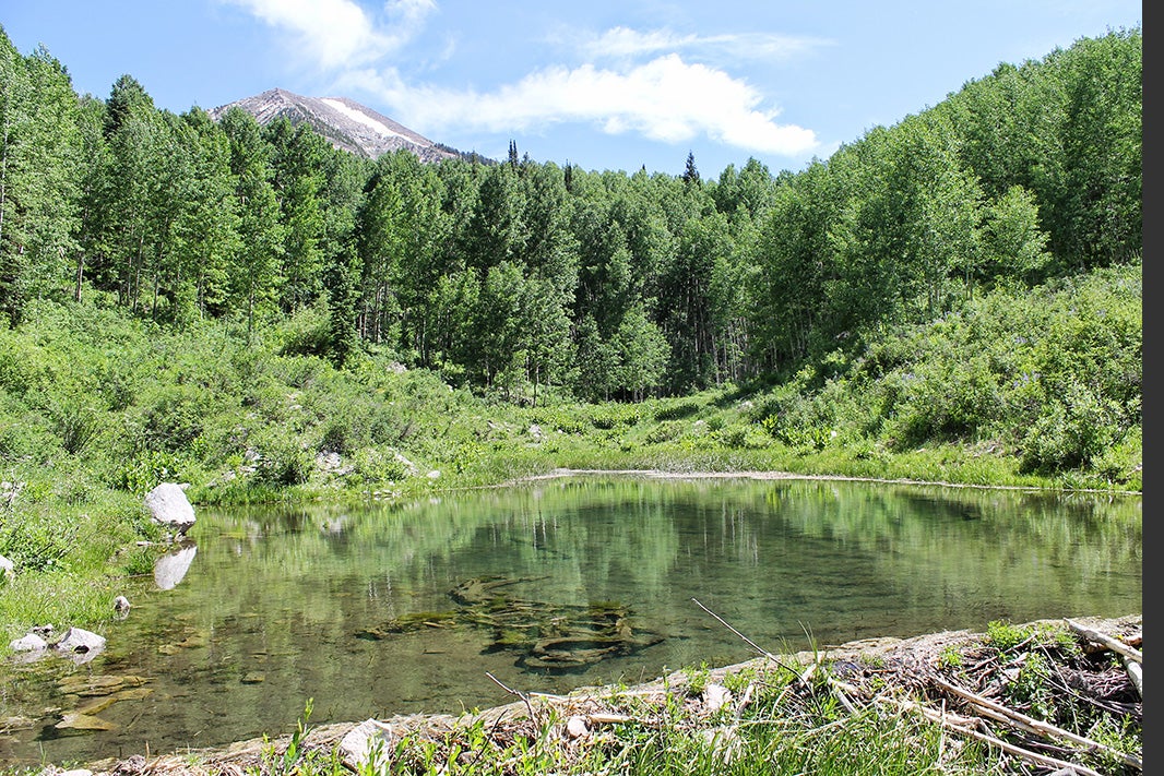 A pond.