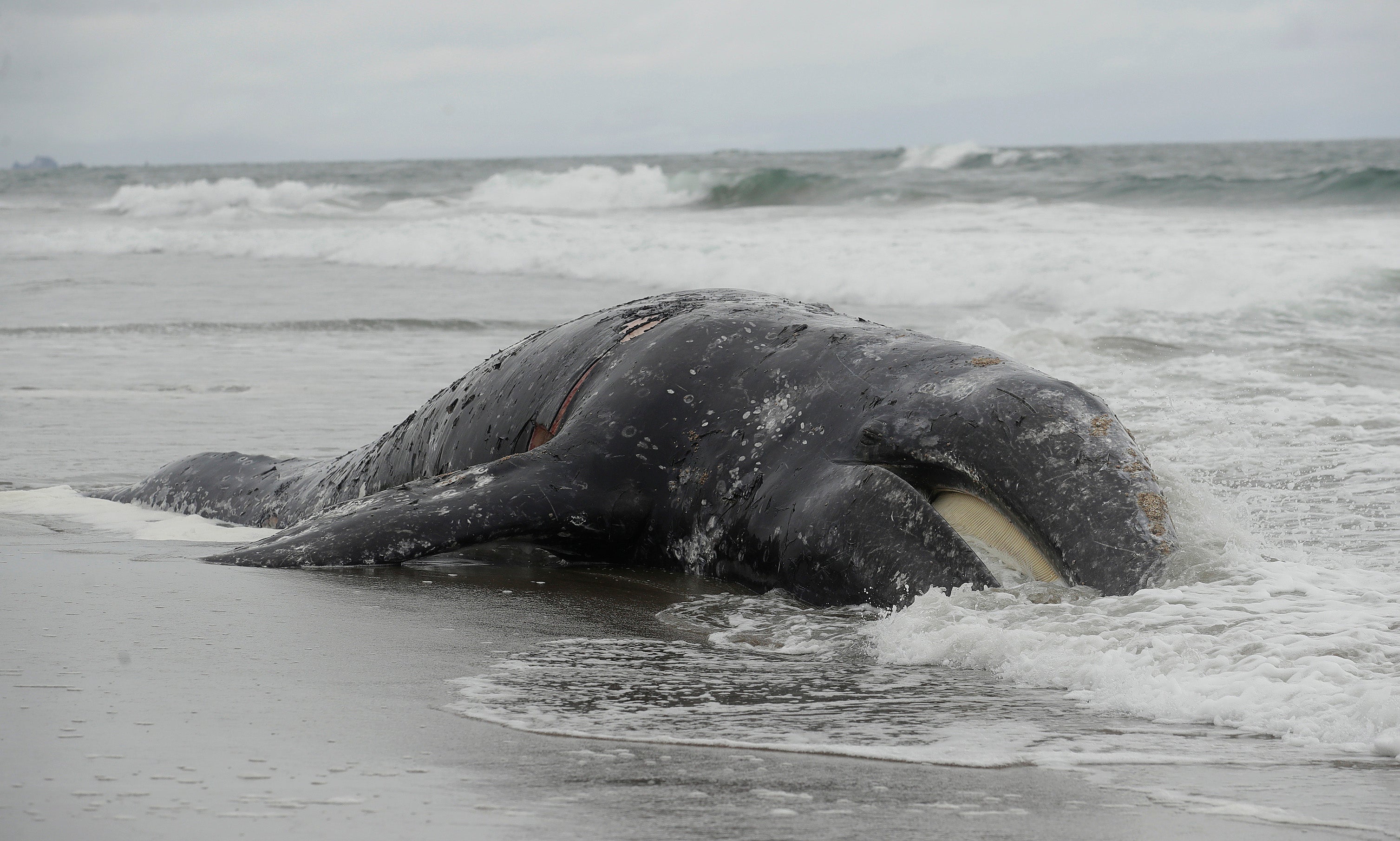 Why Do Gray Whales Keep Dying? | Earthjustice