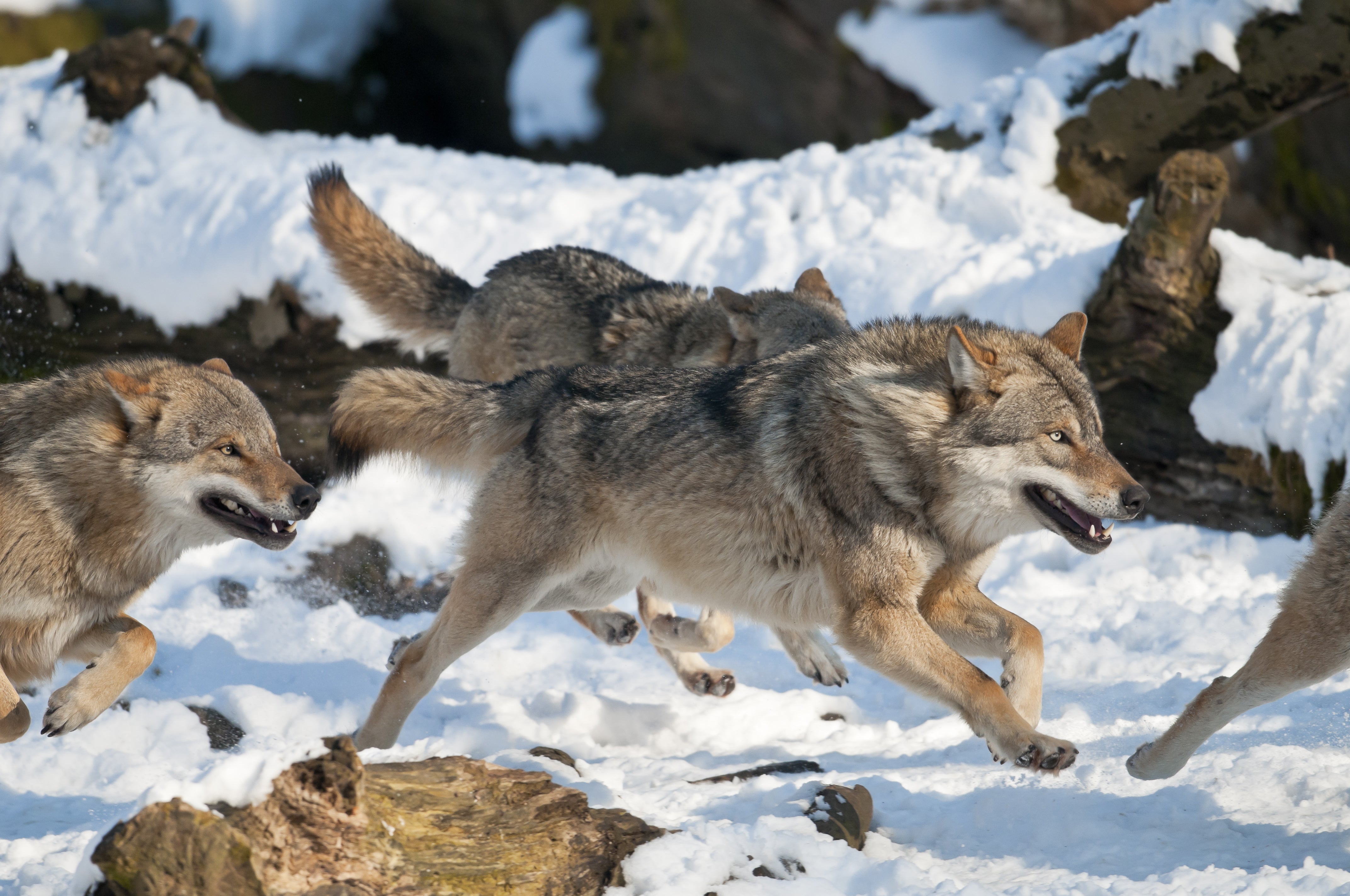 野生动物狼的高清图片-千叶网