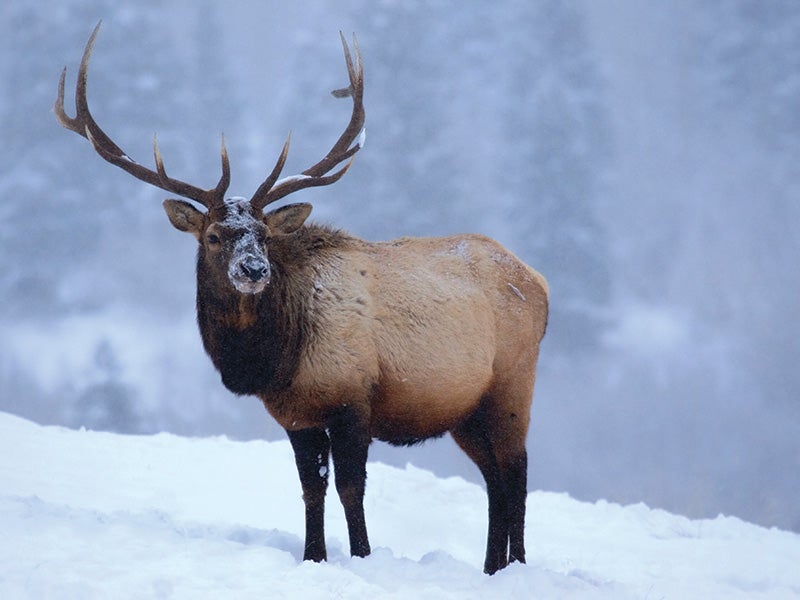 An elk in winter.