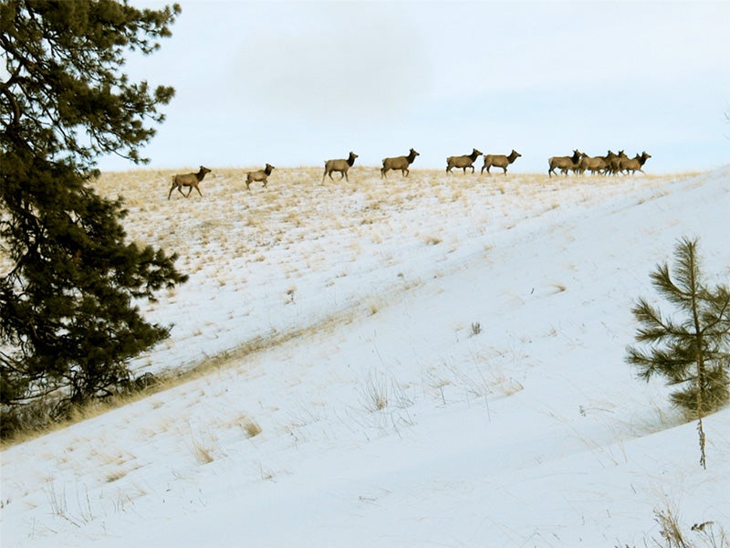 Elk in the Rapid River Roadless area in Idaho’s Nez Perce National Forest.