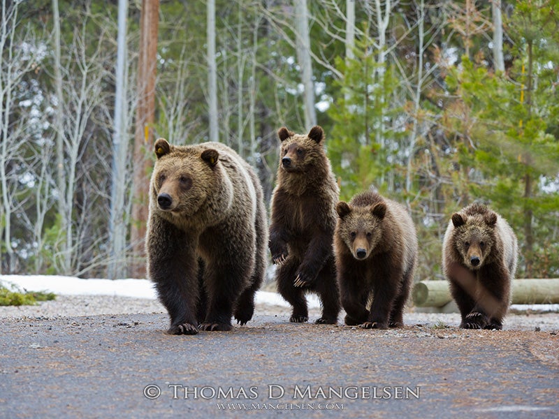 Grizzly 610 walks down a park road with her three cubs in springtime.