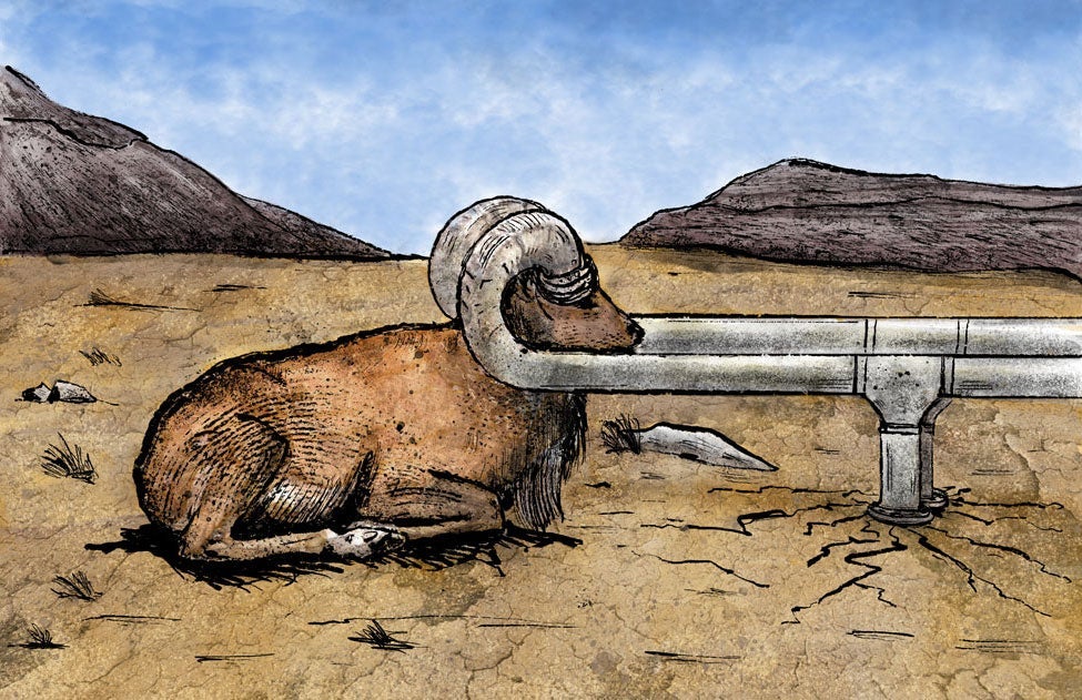 Illustration of a bighorn sheep being drained dry.
