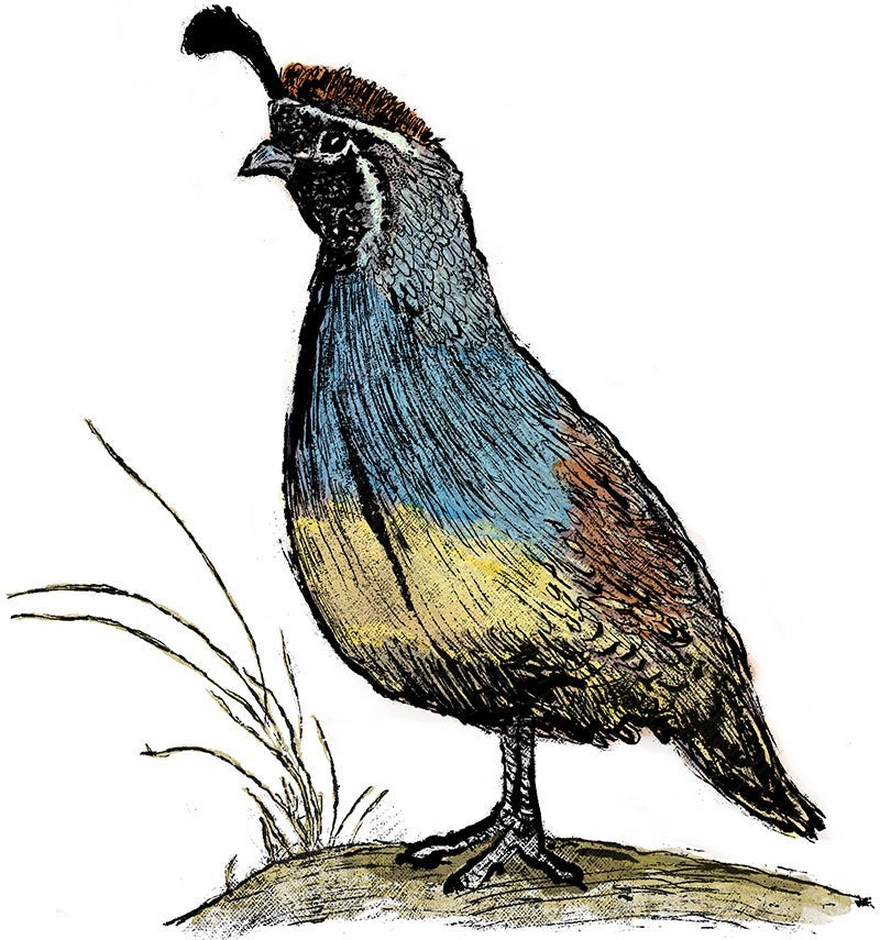 Illustration of Gambel's quail.