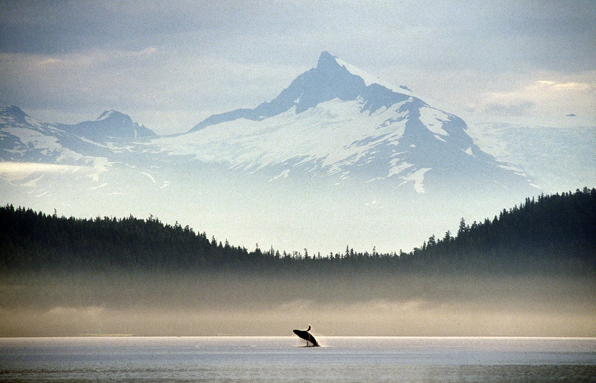 A humpback whale breaches in Seymour Canal with a backdrop of Mt. Sumdum in Southeast Alaska.