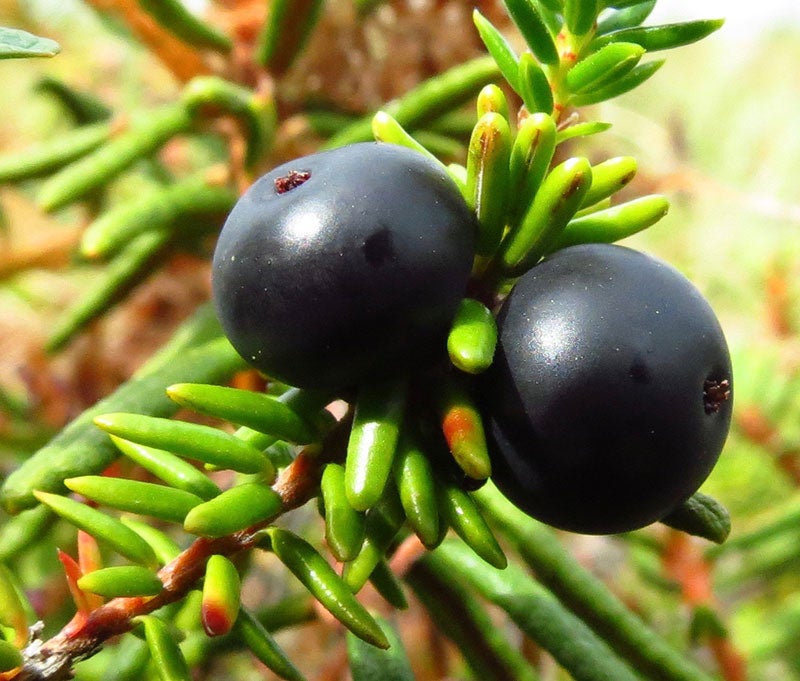 Crowberries growing in the tundra.