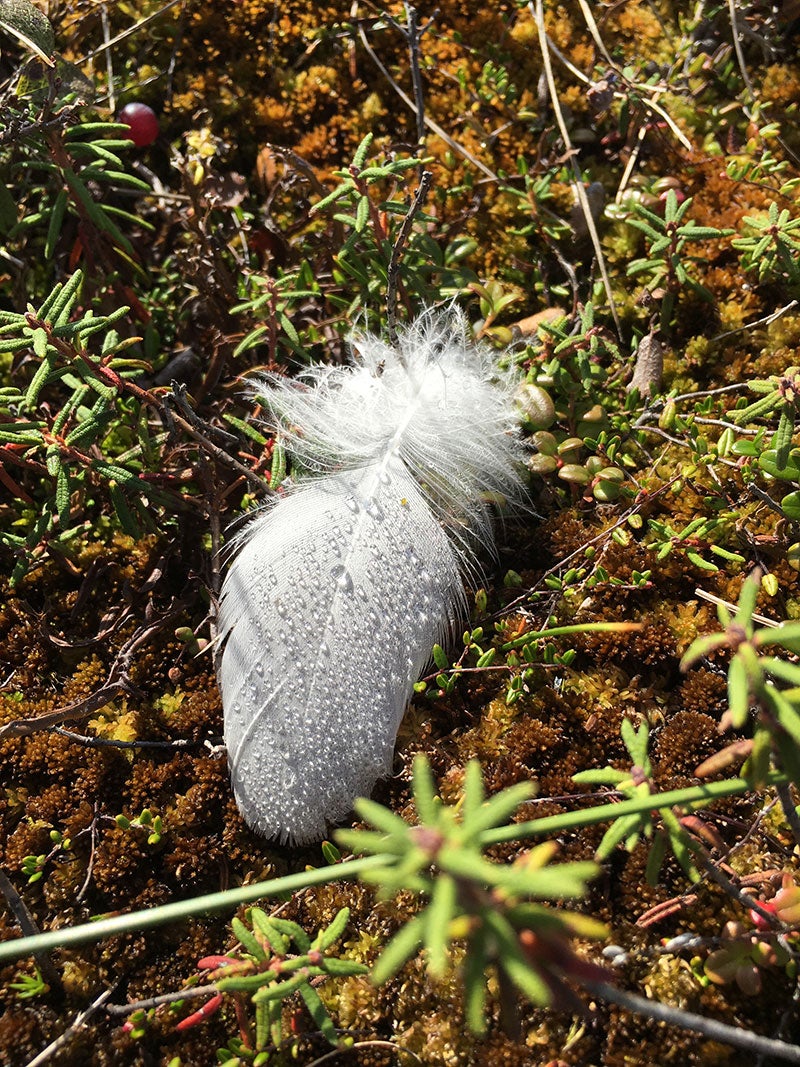 A white feather sparkled with dew rests among plant life in the tundra.