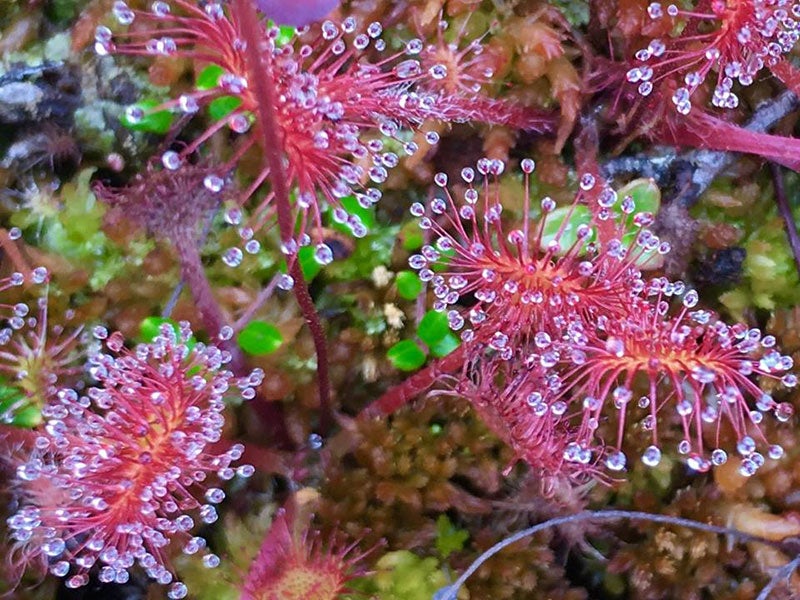 Sundews are part of the rich tundra life.