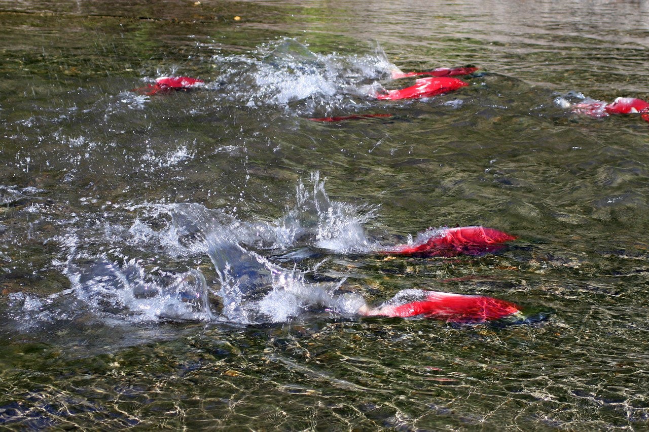 Salmon swimming in the Kuskokwim River.
