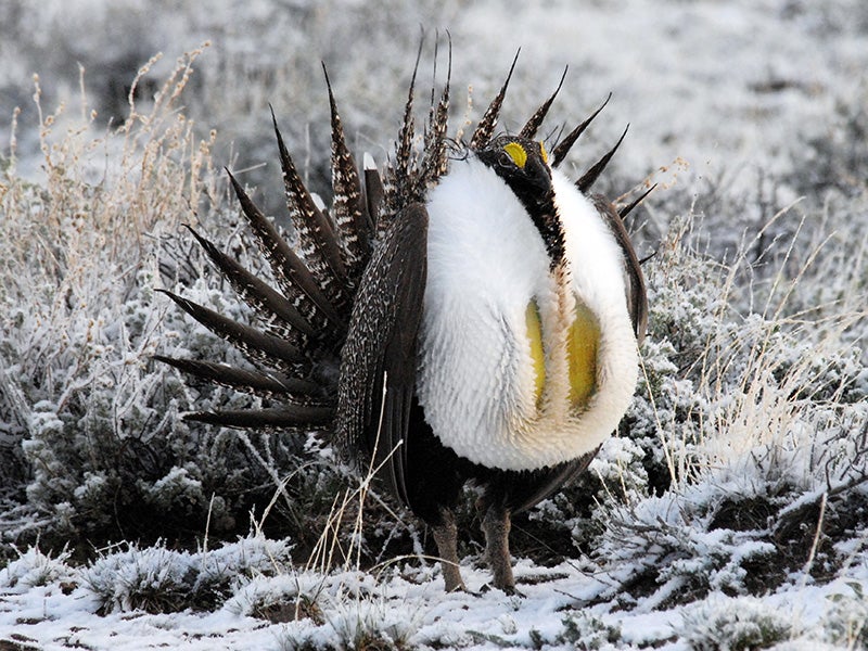 A greater sage grouse (Centrocercus urophasianus), near Malheur National Wildlife Refuge.