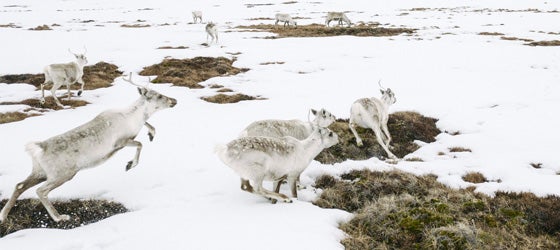 Caribou in the Western Arctic in Alaska. (Kiliii Yuyan for Earthjustice)