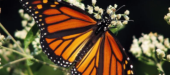 Monarch butterfly numbers have rebounded miraculously this year, leaving scientists and butterfly admirers alike wondering if it’s just a fluke or if the monarchs are adapting to their historic route’s changing landscape. (Lisa Brown / CC BY-NC 2.0)