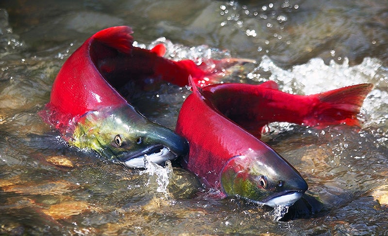 Sockeye salmon make their way back up a river in the Pacific Northwest to spawn.