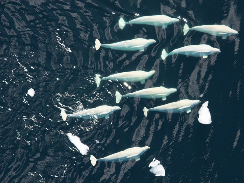 Beluga whale pod in the Chukchi Sea. Belugas are social animals that often migrate, hunt and interact with each other in groups ranging from ten to several hundred.